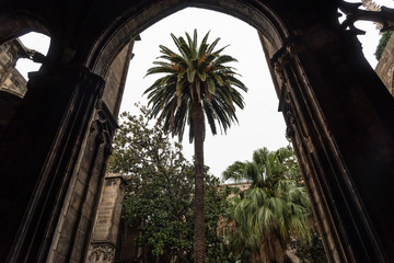 Beautiful Barcelona cathedral cloister vista, Catalonia