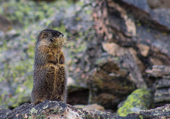 Pika in Rocky Mountain National Park