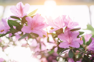 Close up macro photo of elegant colorful blooming pink Azalea flowers in botanical garden. Flowering Rhododendrons bush. Selective focus, bokeh. Beauty sunlight. Love of nature concept.