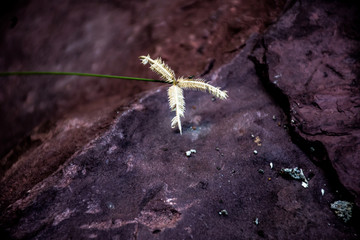 Ants climb a flower on a red rock