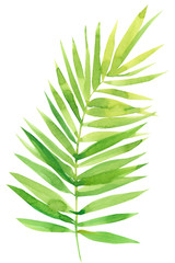 palm leaves on a white background, watercolor illustration