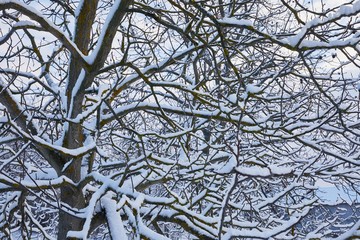 Snowy tree branches on a gloony, winter day