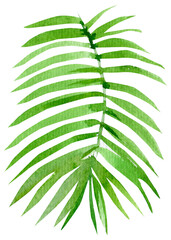 palm leaves on a white background, watercolor illustration