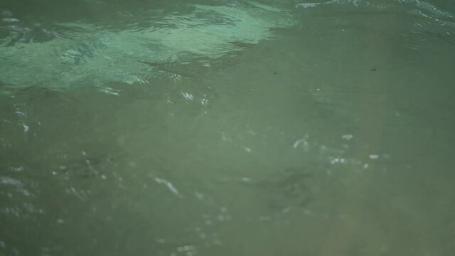 渓流にてフライフィッシングで川魚を釣る
