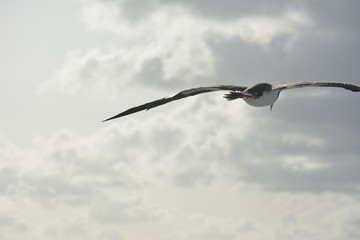 Bird Flying in U.S. Virgin Islands