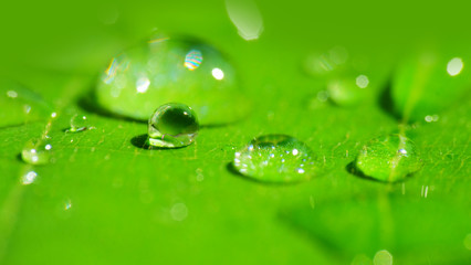 Macro of dew on green leaf