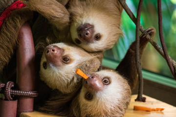 Costa Rica sloths © John