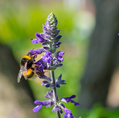 Bumblebee or big bee collects nectar from a purple flower in a bright sunny day on blurred background. Pollination of plants, the life of insects in their natural habitat.