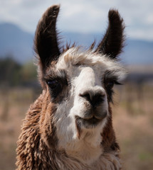Fototapeta premium Close up of the face of a beautiful two toned adult female llama. 