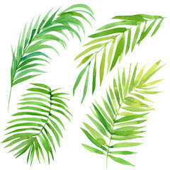 Fototapeta na wymiar set of tropical leaves on a white background, palm leaves, watercolor illustration
