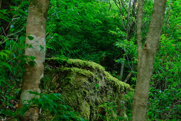 Naklejka premium もののけがいそうな苔台