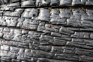 Burnt Tree Wildfire