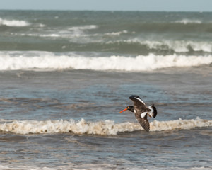 Naklejka premium Birds