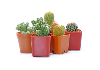 Group of Cactus in pot isolated on white background. Potted ornamental plants for absorb electromagnetic radiation from computer in office. Careless and simple care ornamental potted plants.