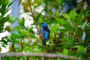 blue bird on a branch