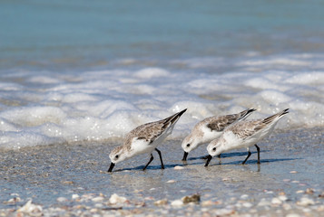 Sanderlings ( Calidris alba) walk on the beach looking for food on St. Pete Beach, Florida.