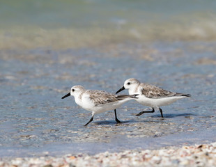 Sanderlings ( Calidris alba) walk on a beach looking for food on St. Pete Beach, Florida.