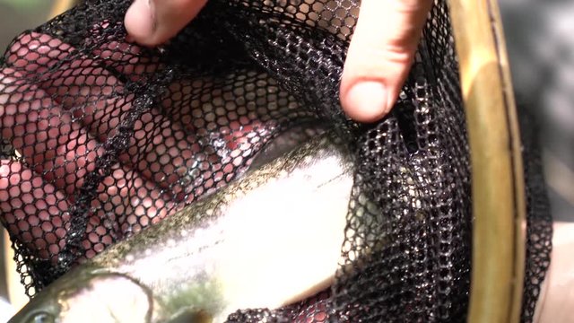渓流にてフライフィッシングで川魚を釣る
