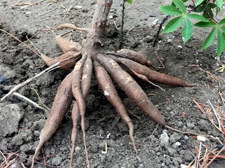 roots of a cassava tree