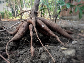 roots of an old tree
