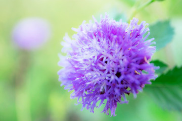 Head flower in park.