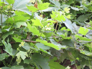 Platanus Tree Foliage Set Side View