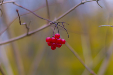Rowanberry; several red balls on an empty branch, autumn, nature, plants, plant