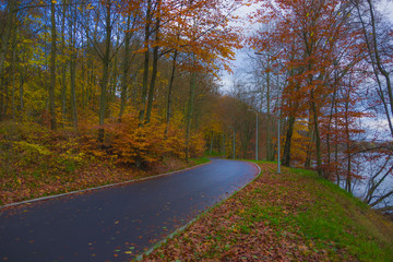 Autumn landscape, road between trees in the park forest green yellow red leaves branches, shimmering light warm sun nature views