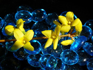 closeup of yellow forsythia flower branch with blue glass beads
