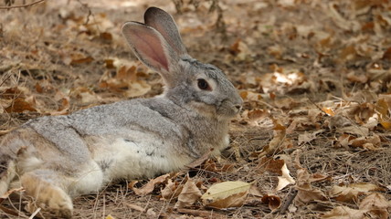 Conejo descansando