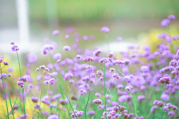 Close-up natural background view of the purple flower beds (Verbena), the blurring of the wind blowing, to decorate in the park or coffee shop for customers to take pictures.