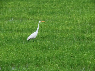 Heron in a green paddy field