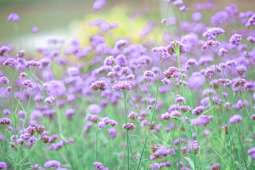 Fototapeta premium Close-up natural background view of the purple flower beds (Verbena), the blurring of the wind blowing, to decorate in the park or coffee shop for customers to take pictures.