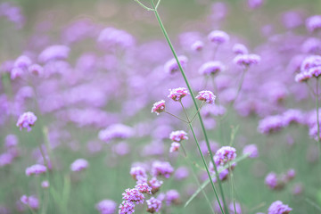 Close-up natural background view of the purple flower beds (Verbena), the blurring of the wind blowing, to decorate in the park or coffee shop for customers to take pictures.