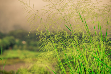 Natural blurred background of fog scattered among trees in the morning, with soft sunlight from the sun, seasonal beauty.