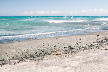 Adult green sea turtle basking in sunshine on Hawaiian white sand beach
