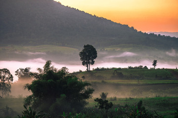 Natural blurred background of fog scattered among trees in the morning, with soft sunlight from the sun, seasonal beauty.