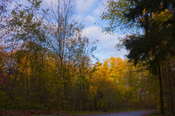 Autumn landscape, trees in the park forest green yellow red leaves branches, shimmering light warm sun nature views