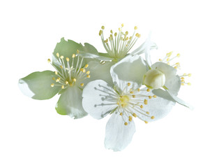 Fototapeta na wymiar Flowers of wild jasmine 5