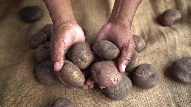 Hands of black man farmer showing different sizes of dirty potatoes and jute mat on a table