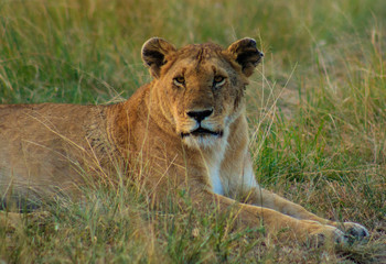 Fototapeta na wymiar Lions in Serengeti National Park safari