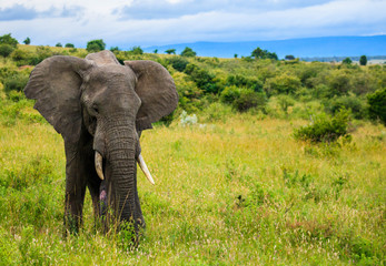 Naklejka na ściany i meble elephant in Serengeti National Park safari