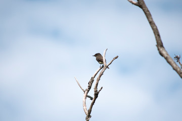 Eastern Phoebe