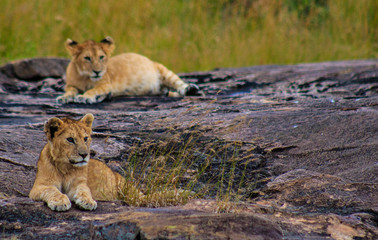 Naklejka na ściany i meble Lion cubs in pride in Serengeti National Park safari