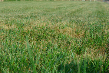 Texture background lawn grass green with Christmas trees