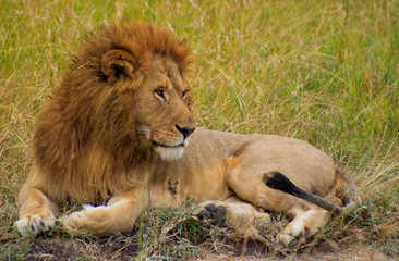 Lions in Serengeti National Park safari