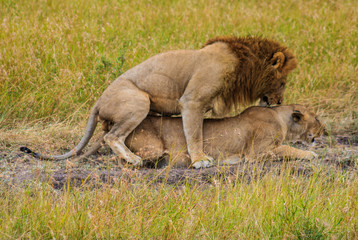 Lions in Serengeti National Park safari