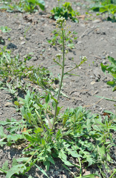 Herb shepherd's purse (Capsella bursa-pastoris) 5