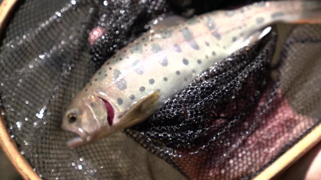 渓流にてフライフィッシングで川魚を釣る