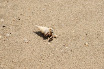  sea